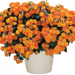 Bright Orange Lantana (semi-dwarf mounding, orange), Lantana 'Bright Orange'